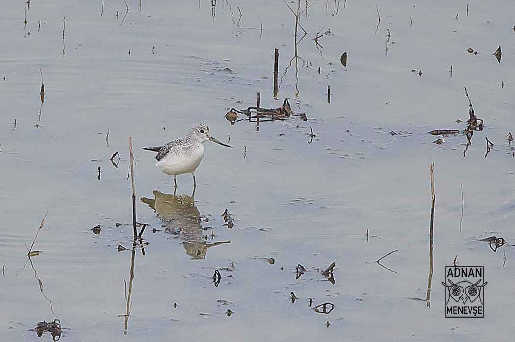 Common Greenshank